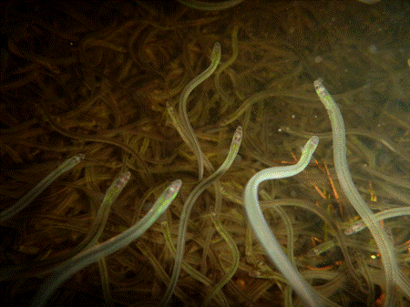 Federal Fisheries Minister reaches out to License Holders Prior to a Decision on the 2024 Elver Fishery